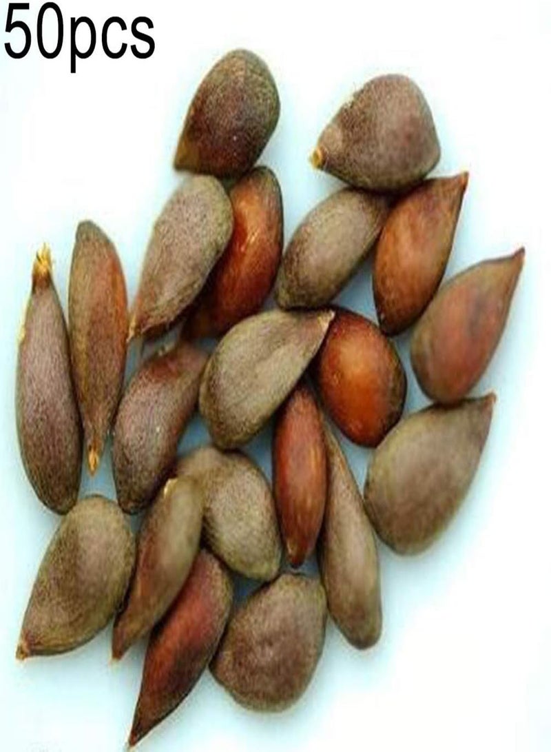 GGOOT 50Pcs Pepino Seeds,Sweet Melon Fruit Muricatum Bonsai Garden Yard Plant for Planting Garden Yard Outdoor 1 Pepino Seeds - Image 2