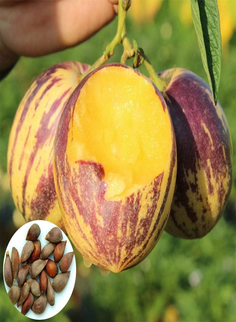 GGOOT 50Pcs Pepino Seeds,Sweet Melon Fruit Muricatum Bonsai Garden Yard Plant for Planting Garden Yard Outdoor 1 Pepino Seeds - Image 1