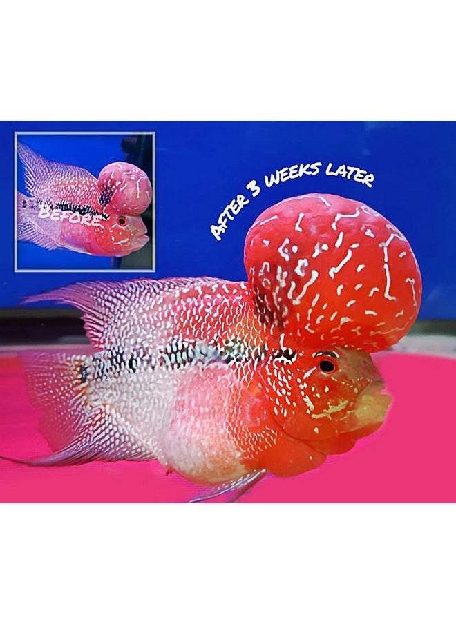 OKIKO Flowerhorn Fish Food Floating Pellets Small 1 MM Head Up Quickly Huncher Formula High Protein Tropical Fish Feed Astaxanthin Plus Color Enhancing Healthy Fast Growth (17.63 oz - Red) - pzsku/Z3C1103A5AD7CA9103479Z/45/_/1737031600/fa21e0c5-f3e0-438b-860e-c8ee80cecfee