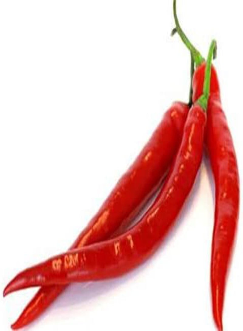 GGOOT 40 graines Piment DE Cayenne (Caps. Ann.) K105 RED Cayenne HOT Chili Pepper seeds:seeds