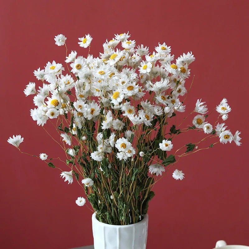 Bluejw Natural Dried Daisy Bouquet - Dried Flowers for Home Wedding Table Arrangements & Decorations - Image 1
