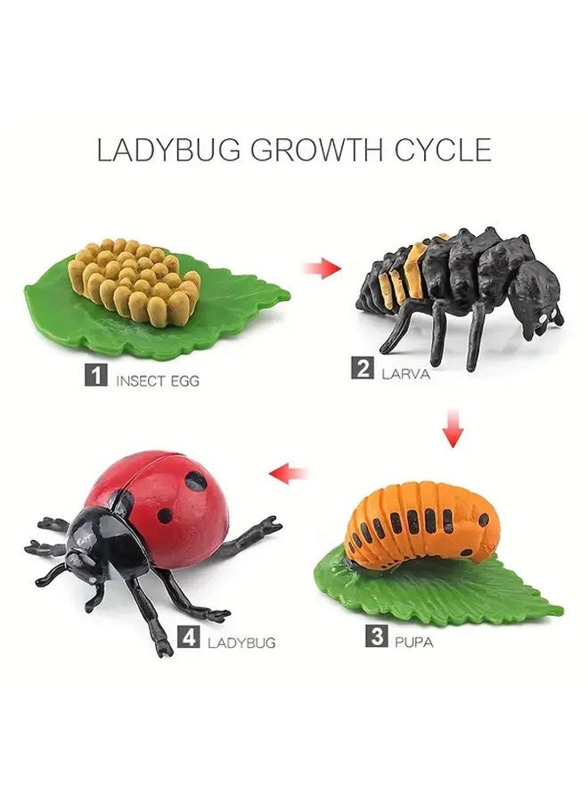 نموذج دورة الحياة نموذج نمو لعبة 2403 خنفساء ذات سبع نقاط معلم الحشرات - Image 1