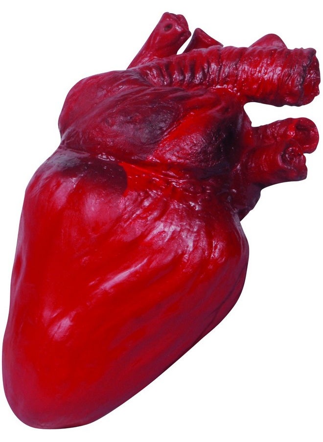 Loftus International - Bloody Realistic Heart Halloween Decoration Prop, Red - Image 1
