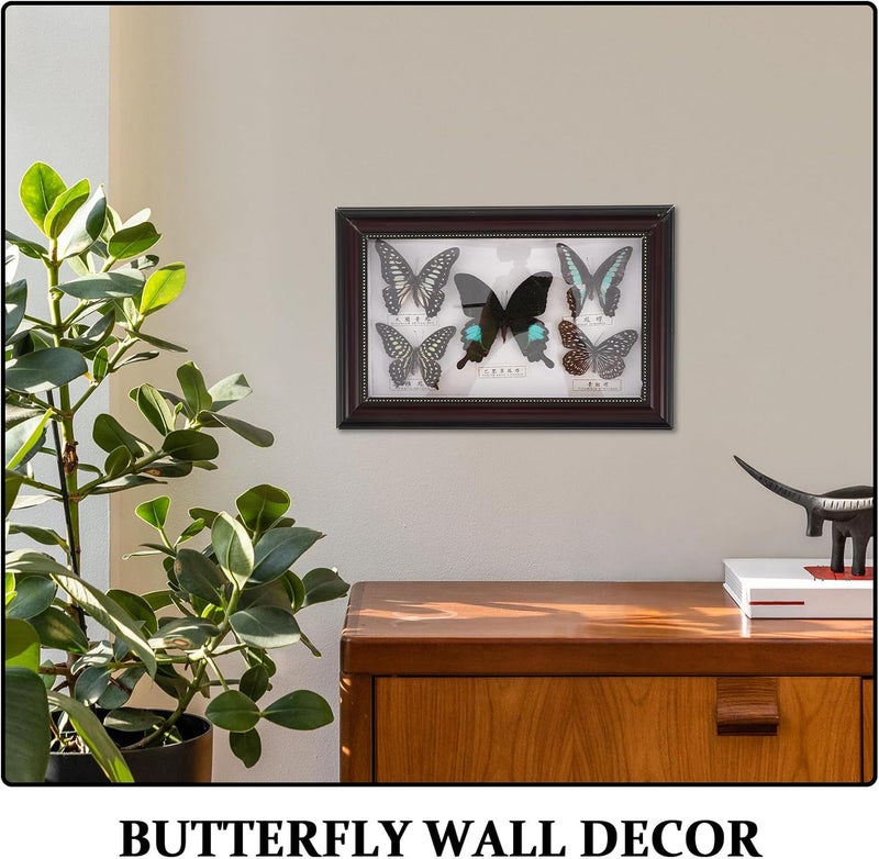 Arabest Butterfly Specimen Shadow Box: Vintage Butterfly Display Frame - Botanical Specimen Photo Frame for Natural History Wall Art and Farmhouse Home Decor - Image 3