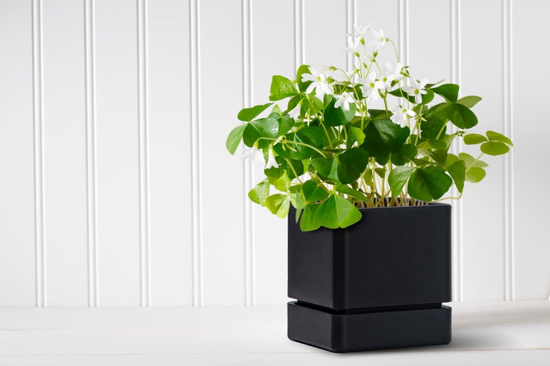 D'vine Dev 4 Inch Herb Planter Pot, Plastic Planter with Drainage Holes and Saucer, Modern Decorative Gardening Pot for Indoor Plants, Flowers, Herbs, Succulents, Black, Set of 1, 76-Y-B1-1 - Image 4