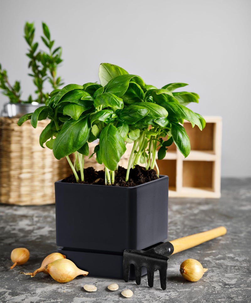 D'vine Dev 4 Inch Herb Planter Pot, Plastic Planter with Drainage Holes and Saucer, Modern Decorative Gardening Pot for Indoor Plants, Flowers, Herbs, Succulents, Black, Set of 1, 76-Y-B1-1 - Image 2