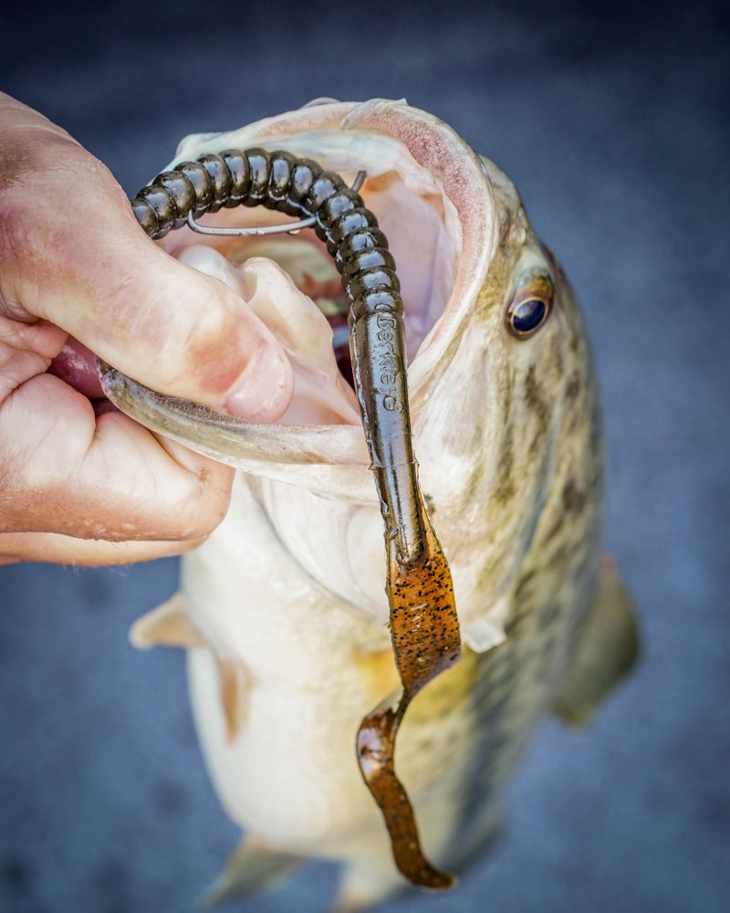 Berkley PowerBait® Power Worm Fishing Bait, Purple, 7in | 18cm, Irresistible Flavor, Classic Curly Tail Worm Profile, Ideal for Spring, Summer and Fall Fishing - Image 2