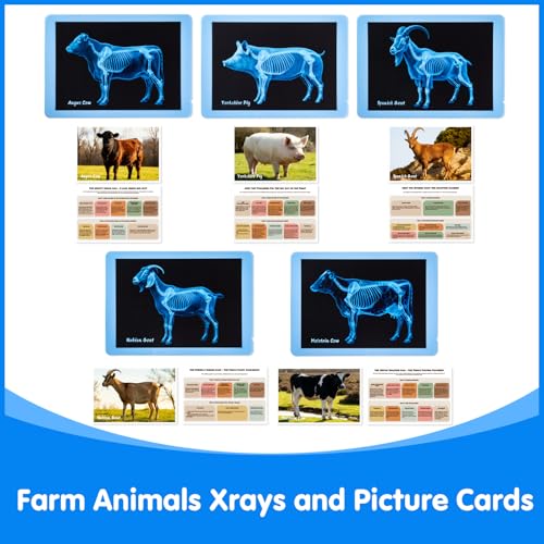 Odoorgames Farm Animal Xrays 10 Pcs Animal Science Kit for Kids Light Table Accessories for Vet Role Play Preschool Learning - Image 5