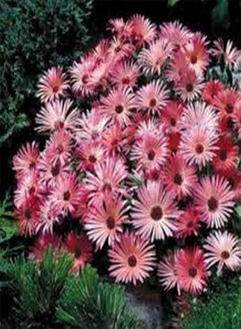GGOOT Ice Plant -Livingston Daisy (Dorotheanthus Bellidiformis) Red- 100 Seeds - Image 2