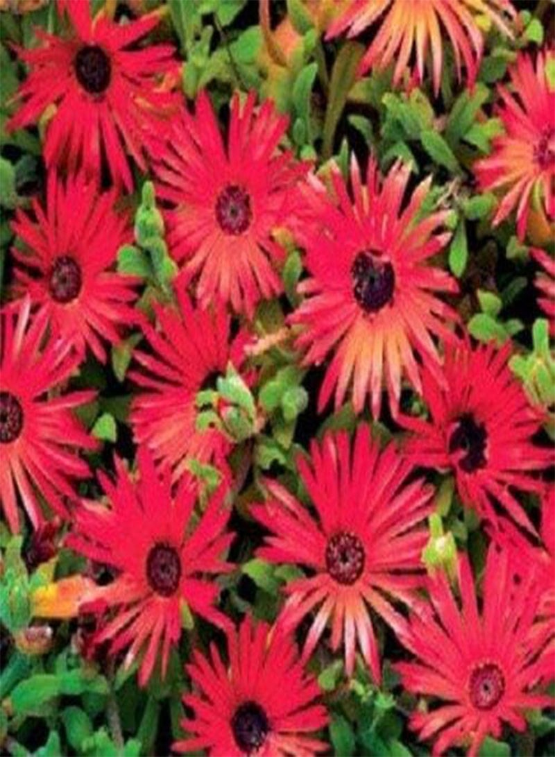 GGOOT Ice Plant -Livingston Daisy (Dorotheanthus Bellidiformis) Red- 100 Seeds - Image 1