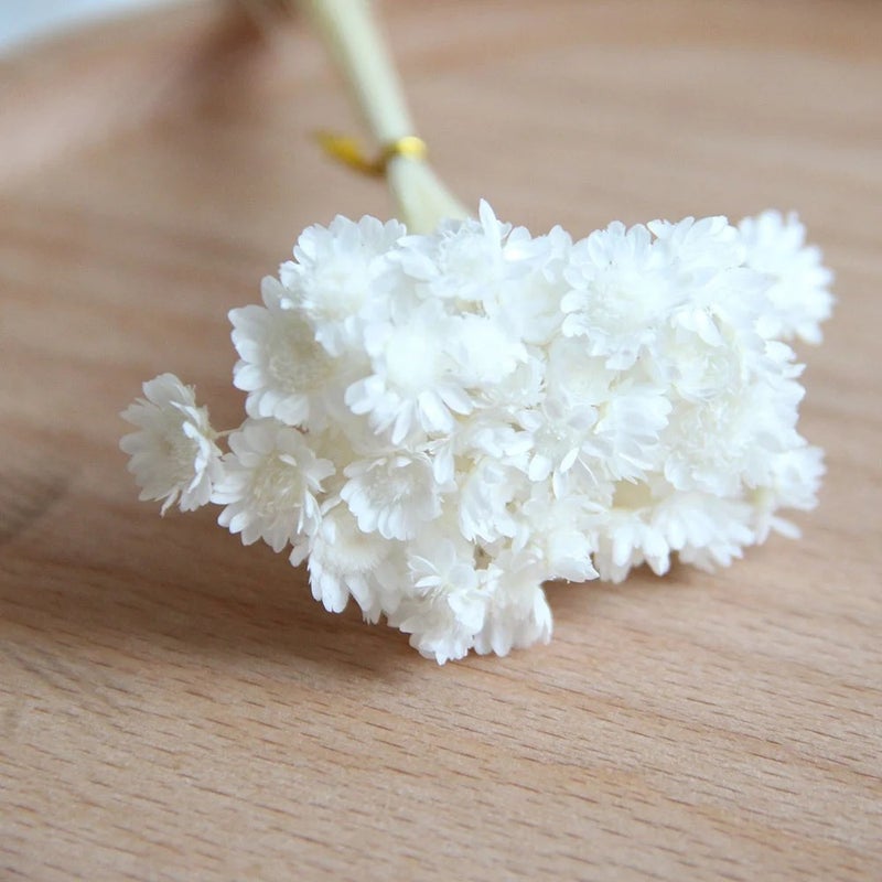Bluejw Little Star Flower Bouquet - Beautiful Dried Plants for Wedding Decorations, Holiday Supplies, High Quality - Image 4