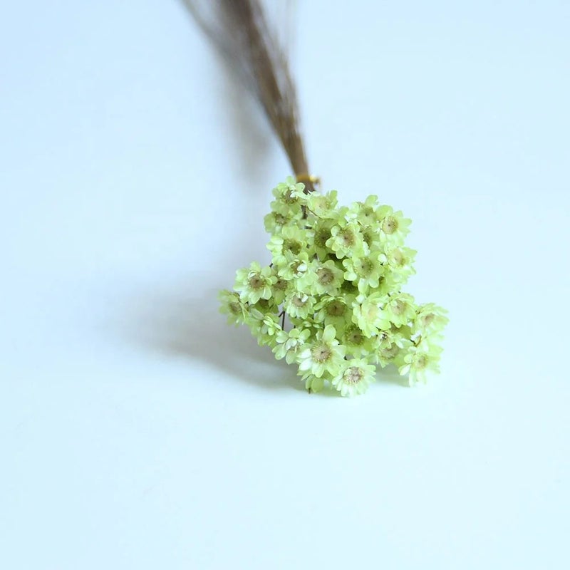 Bluejw Little Star Flower Bouquet - Beautiful Dried Plants for Wedding Decorations, Holiday Supplies, High Quality - Image 3