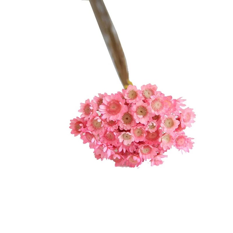 Bluejw Little Star Flower Bouquet - Beautiful Dried Plants for Wedding Decorations, Holiday Supplies, High Quality - Image 2