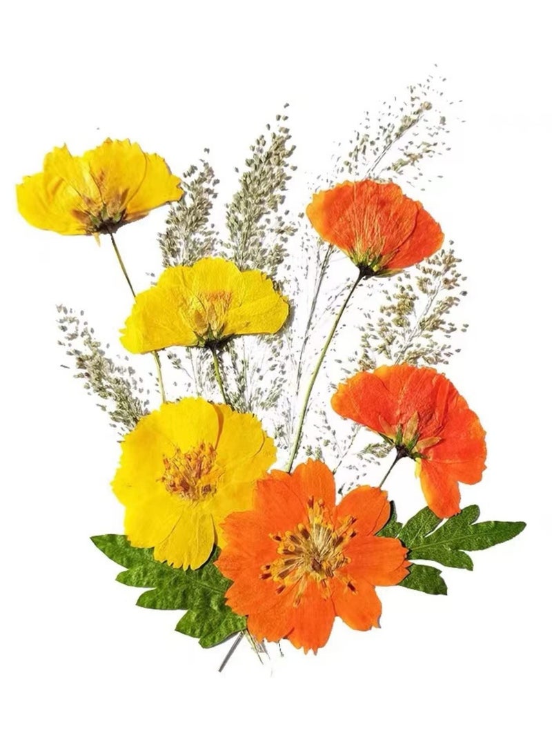 SYOSI Dried Pressed Flowers, Fall Yellow Dried Flowers Orange Pressed Flowers for Crafts, Pressed Dried Flowers Framed Wall Art Orange24Pcs, Yellow24Pcs - Image 2