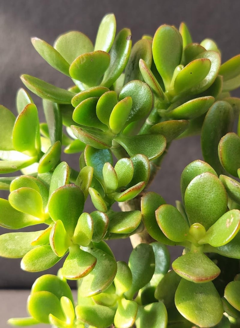 بلانت نبات اليشم (كراسولا أوفاتا) 25 سم، نبات عصاري حي داخلي | شجرة المال، نبات الحظ السعيد | نبات منزلي سهل العناية، مناسب للمنزل والمكتب - Image 3