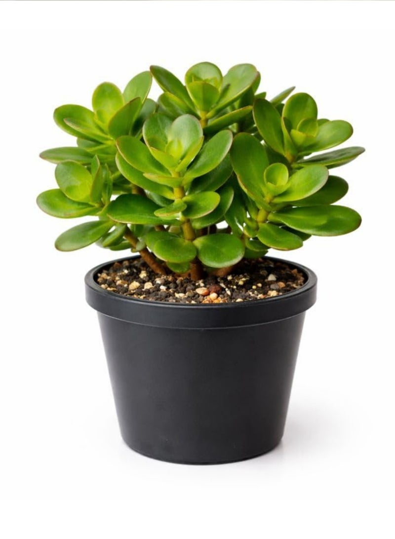 بلانت نبات اليشم (كراسولا أوفاتا) 25 سم، نبات عصاري حي داخلي | شجرة المال، نبات الحظ السعيد | نبات منزلي سهل العناية، مناسب للمنزل والمكتب - Image 5