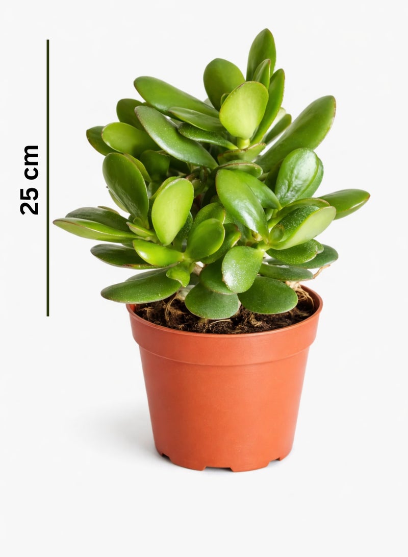 بلانت نبات اليشم (كراسولا أوفاتا) 25 سم، نبات عصاري حي داخلي | شجرة المال، نبات الحظ السعيد | نبات منزلي سهل العناية، مناسب للمنزل والمكتب - Image 2