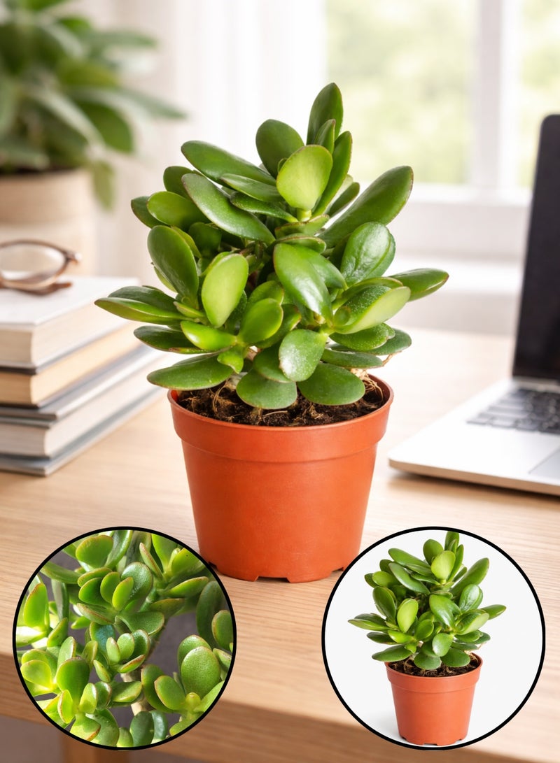 بلانت نبات اليشم (كراسولا أوفاتا) 25 سم، نبات عصاري حي داخلي | شجرة المال، نبات الحظ السعيد | نبات منزلي سهل العناية، مناسب للمنزل والمكتب - Image 1