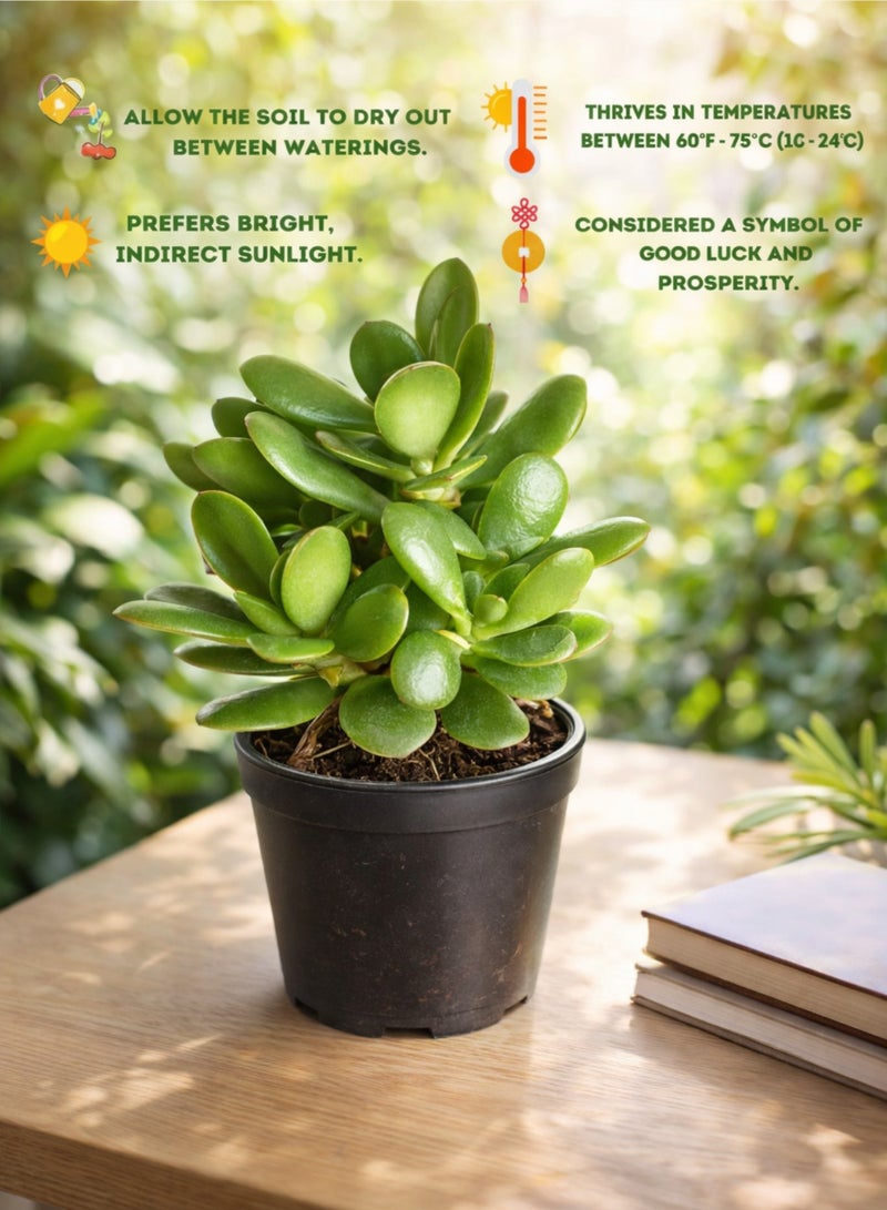 بلانت نبات اليشم (كراسولا أوفاتا) 25 سم، نبات عصاري حي داخلي | شجرة المال، نبات الحظ السعيد | نبات منزلي سهل العناية، مناسب للمنزل والمكتب - Image 4