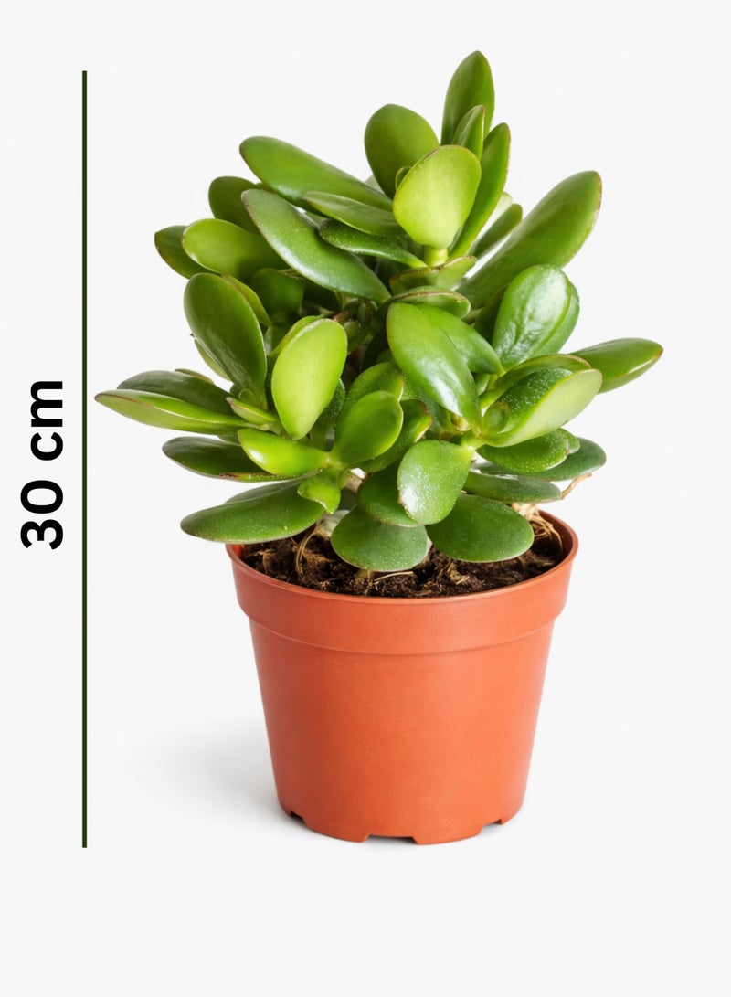 PLANT Jade Plant (Crassula Ovata) 30 cm Live Succulent Indoor Plant | Money Tree Good Luck Plant | Easy Care Decorative Houseplant for Home Office Desk - Image 2