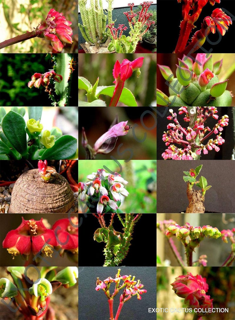 GGOOT Flowering MONADENIUM Mix @j@ Rare Exotic Succulent Cactus Variety Seed 10 Seeds