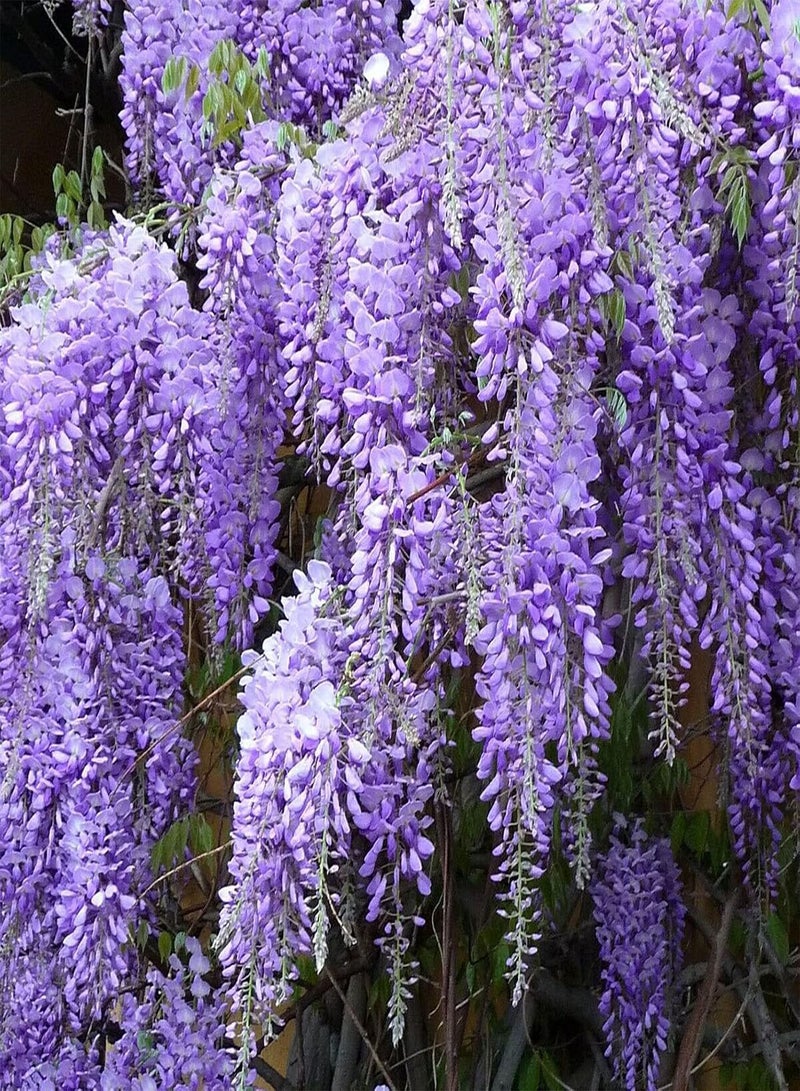 GGOOT 100Pcs/Bag Wisteria Tree Seeds Decorative Vibrant Mixed Color Fast Growing Plant Seeds for Balcony Garden Plant Seeds Wisteria Seeds - Image 4