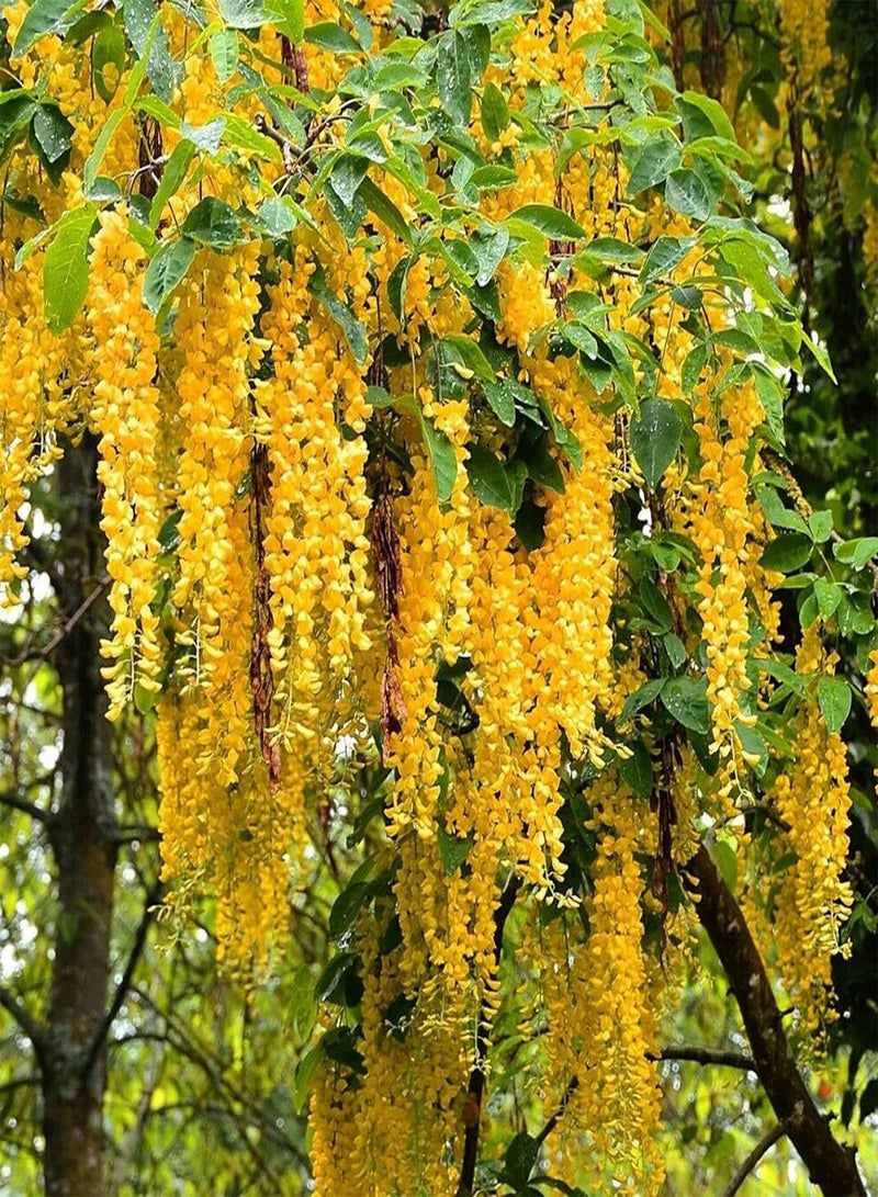 GGOOT 100Pcs/Bag Wisteria Tree Seeds Decorative Vibrant Mixed Color Fast Growing Plant Seeds for Balcony Garden Plant Seeds Wisteria Seeds - Image 3