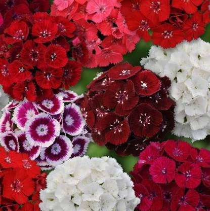 Green World DIANTHUS SWEET WILLIAM MIX FLOWER SEEDS FOR KITCHEN GARDENING (20 seeds) - Image 5
