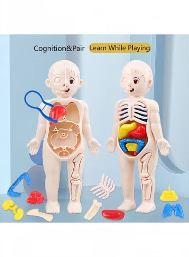 fantasize Human Body Model for Kids, 13Pcs Removable Human Torso Anatomy Model, Body Parts for Toddlers, Preschool Learning Toys, Age 4+, Medical Student Learning, School Education Display - Image 4