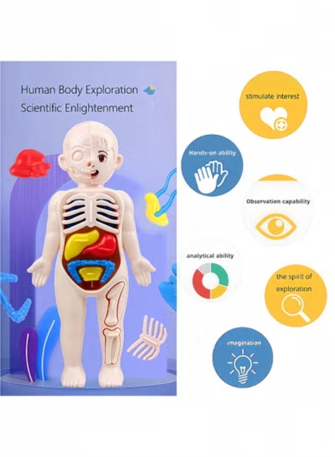 fantasize Human Body Model for Kids, 13Pcs Removable Human Torso Anatomy Model, Body Parts for Toddlers, Preschool Learning Toys, Age 4+, Medical Student Learning, School Education Display - Image 5