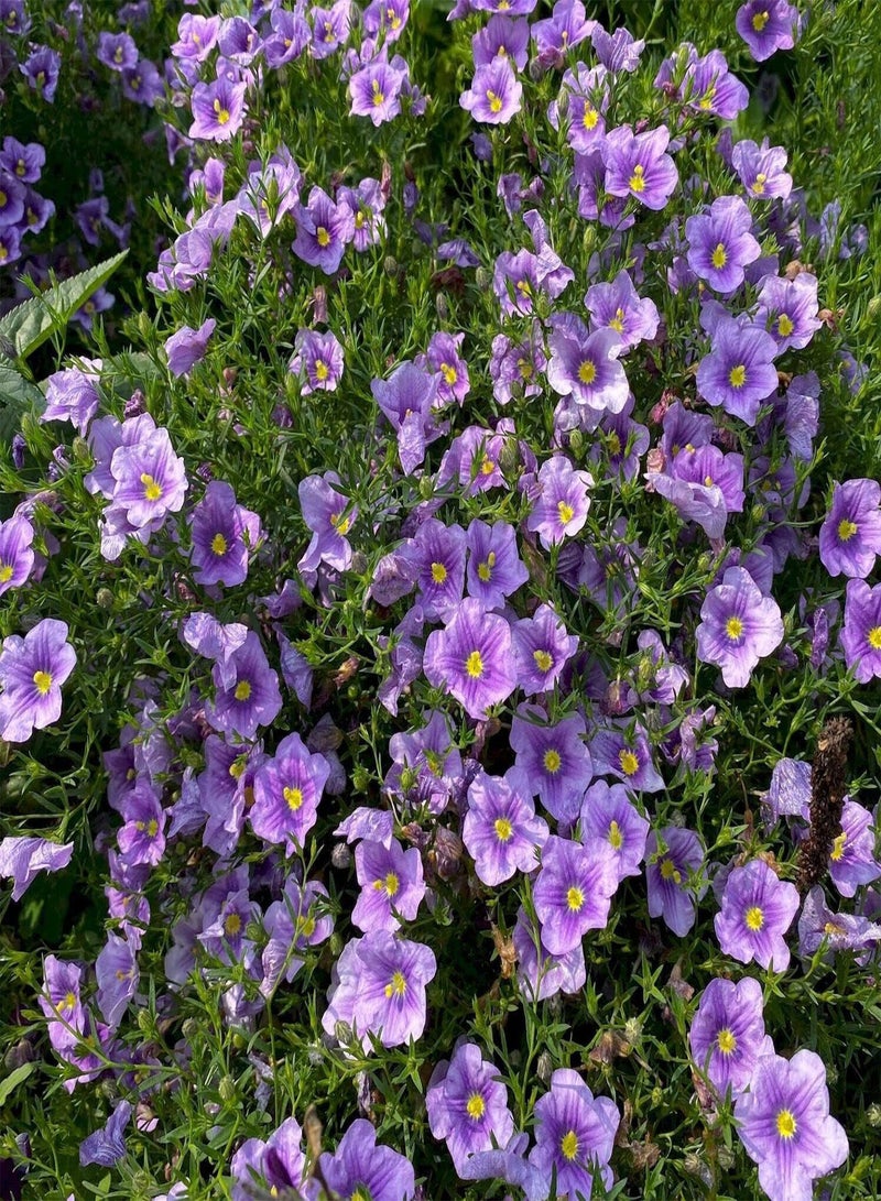 GGOOT 250 Nierembergia Hippomanica Seeds Purple Robe Flower Seeds