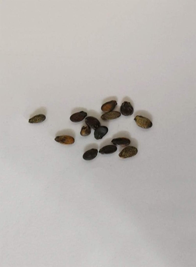 جي جوت 50 قطعة من بذور البطيخ المربعة النادرة، فاكهة لذيذة لديكور حديقة المنزل والحديقة الخارجية، مقاس واحد - Image 2