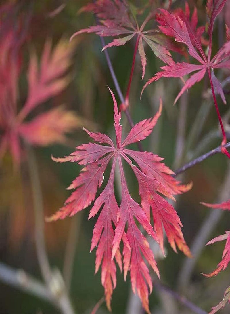 GGOOT 20Pcs Maple Seeds Multiuse Ornamental Perennial Tree Patchwork Branches Form Different Landscape Make Surrounding Environment More Beautiful - Image 2