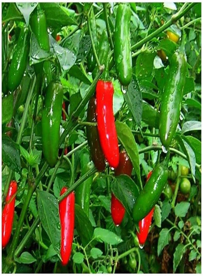 جي جوت بذور خضراوات الفلفل الأخضر الرصاصي - Capsicum annuum، سوبر هوت إنديا كاسا موريش، زراعة منزلية بواسطة شعلة ثقيلة، 30 بذرة - Image 2