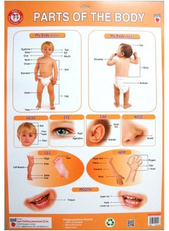 Wall Chart Pp - Parts Of Body 