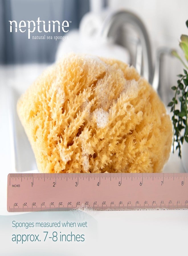 Neptune Caribbean Sea Sponge 2 Pack, Hand Cut, Extra Large, Approx. 7-8 inches - Image 2