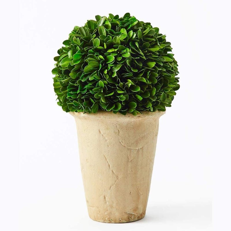 BOXWOOD WORLD Preserved Boxwood Green Plant for Home Decor Desk Decor Green Plant for Office Summer Green Decor 10 inch Hight Boxwood Ball on Pot 10 INCH
