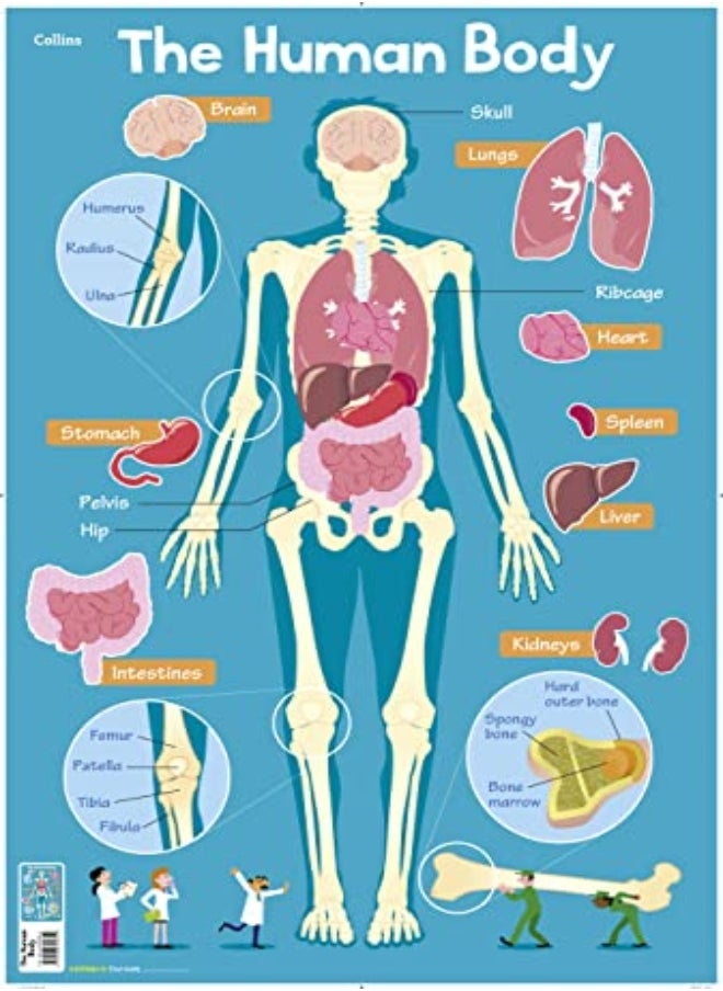 Human Body Collins Childrens Poster by Evans, Steve - Collins Kids Paperback 