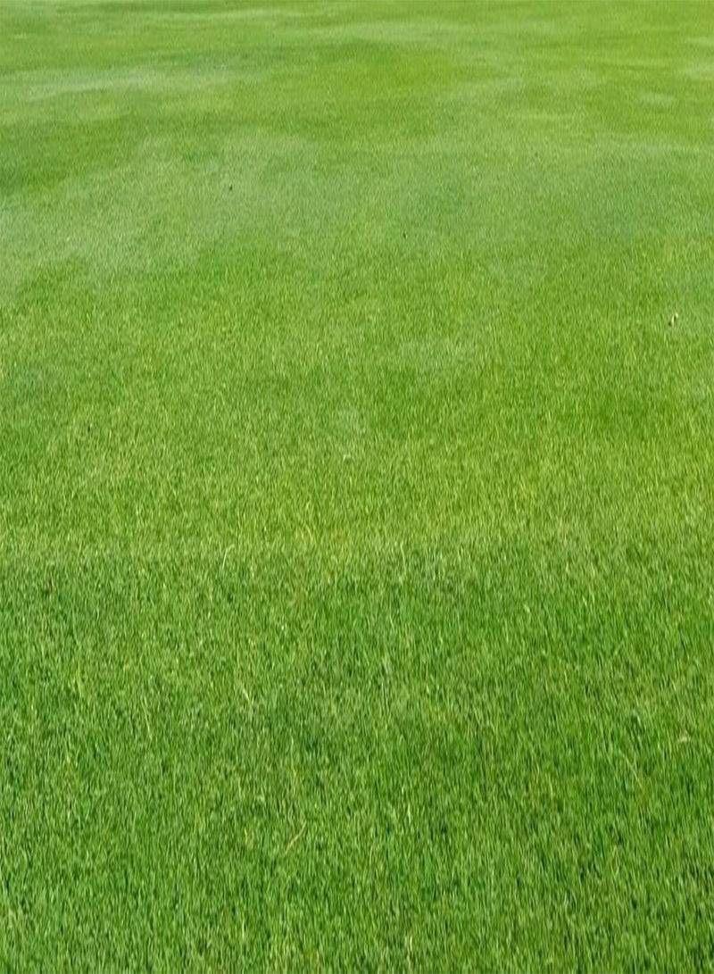 GGOOT Hardwearing Lawn, Ultra Hardwearing Grass Seed by DAMAVAND RPO, Fast Growing Lawn Seed (2g) - Image 1