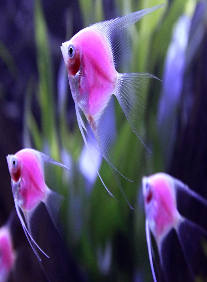 A.D.P. Fish Booster Tropical Fish Food Mini Slow Sinking Powder Flakes Pellets Grow Faster & Color Enhancing High Protein 42% for Goldfish & All Aquarium Tropical Fish 60g. Small Fish Feed, Fish Care - Image 5