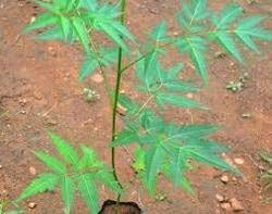 GREEN WORLD Melia Dubia Or Plywood Malabar Neem 200 Seeds - Image 2