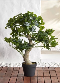 Schefflera Bonsai Plant in Pot 72cm