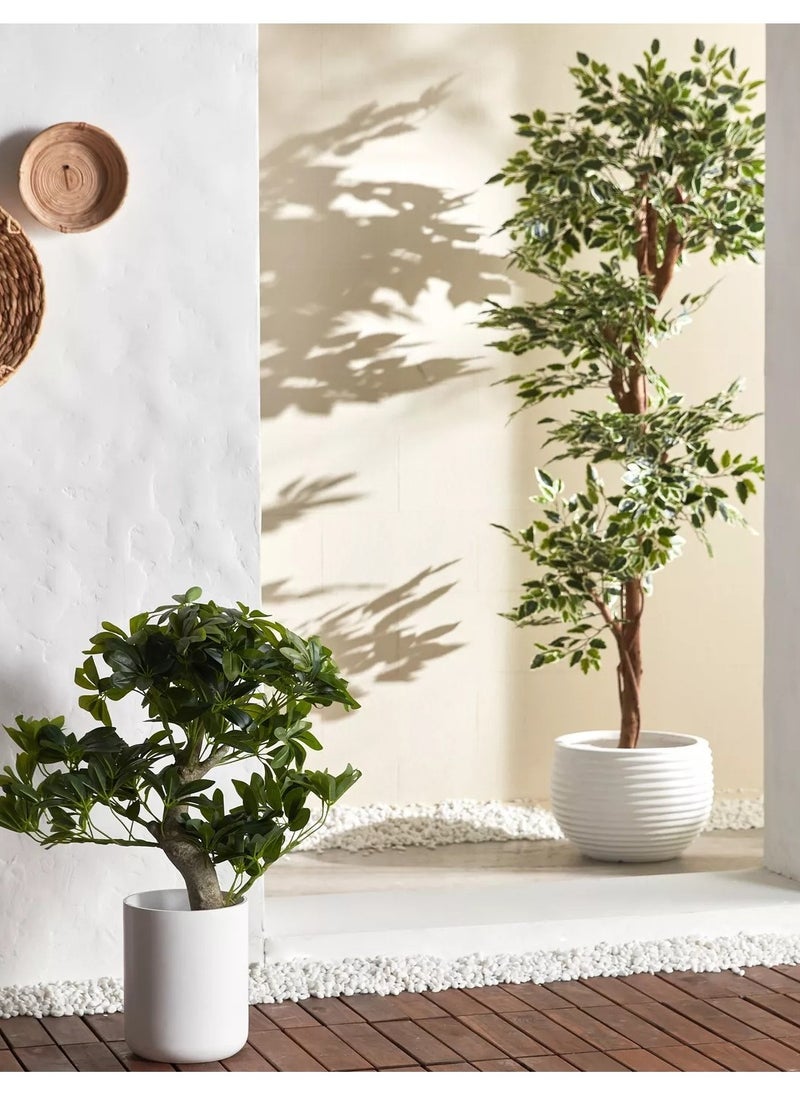 homecentre - Schefflera Bonsai Plant in Pot 72cm - Image 1