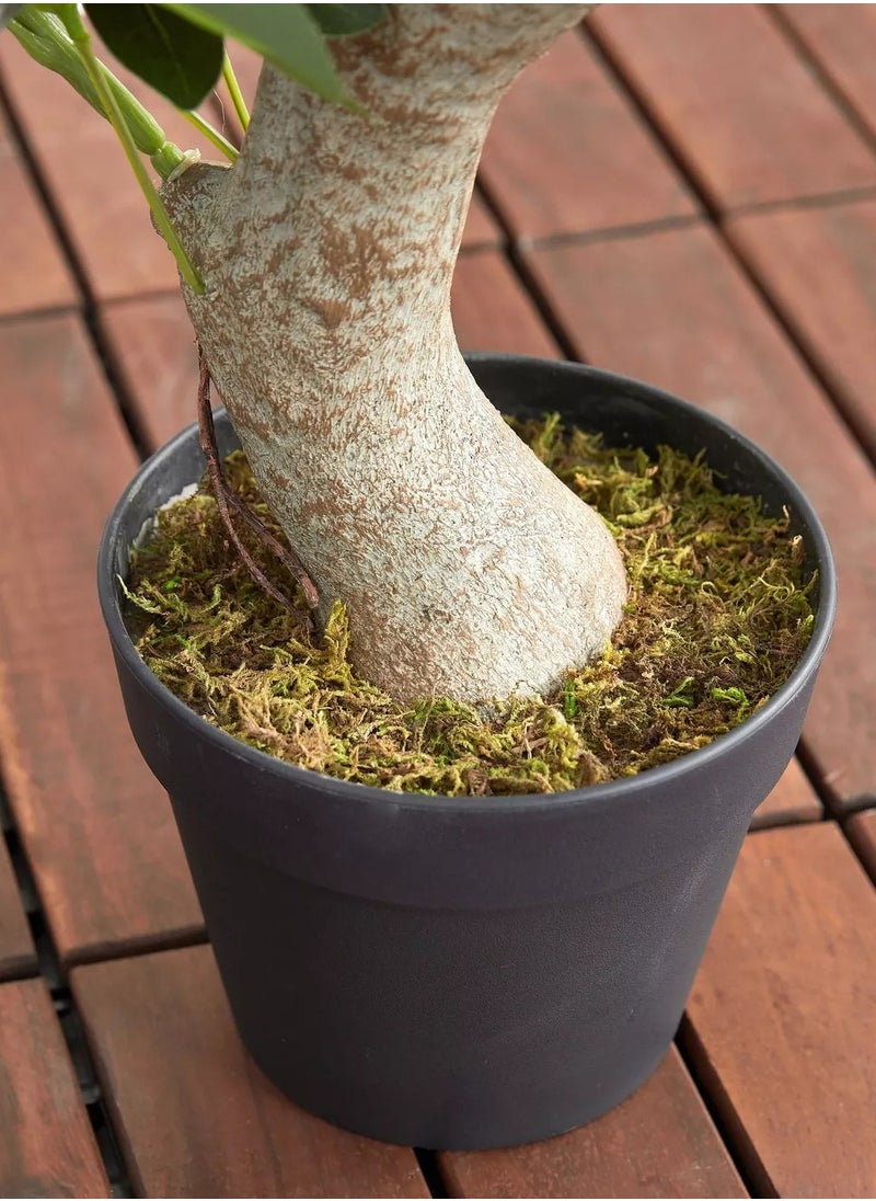 homecentre - Schefflera Bonsai Plant in Pot 72cm - Image 1