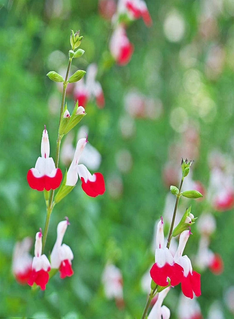 جي جوت 250 قطعة من بذور المريمية المختلطة الحمراء البيضاء العطرية ذات الزهور الجميلة لتزيين الفناء الخارجي والتراس والنمو الطبيعي والزراعي الفعال - Image 2