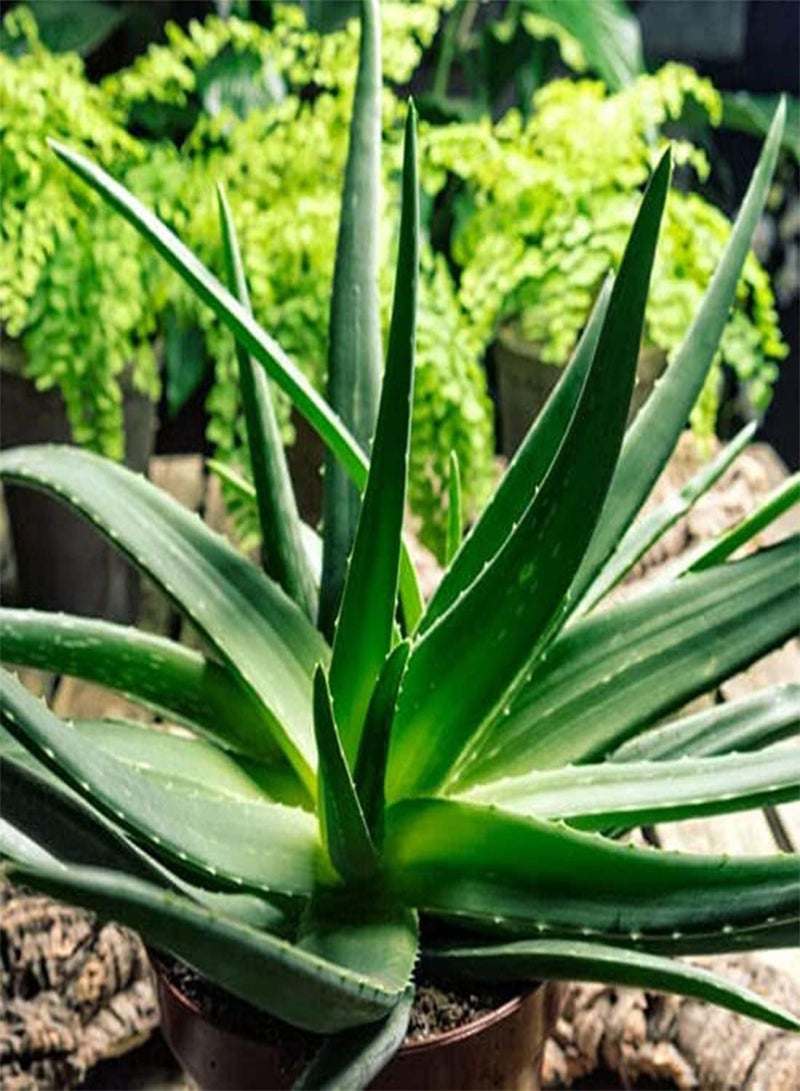 GGOOT Aloe Vera - Aloe barbadensis Cacti & Succulents Seeds, 3 Fresh Aloe Vera Leaves Home Garden Planting by Heavy Torch, 3 Leaves  - Image 3