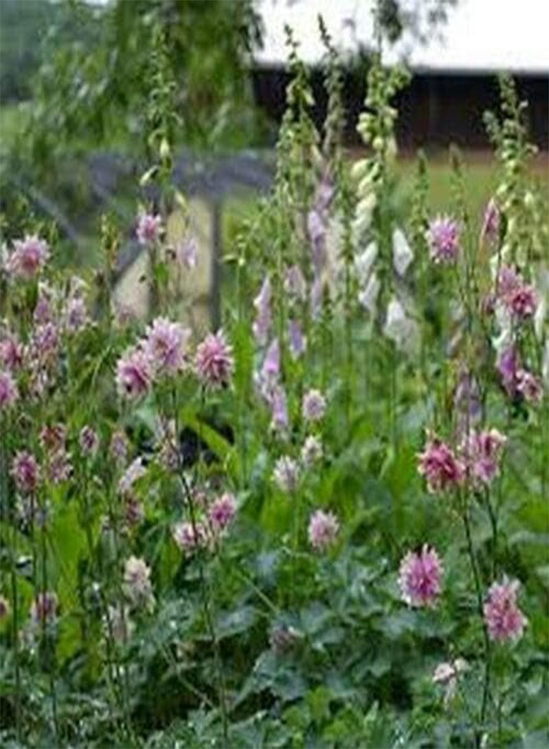GGOOT Columbine (Aquilegia Vulgaris) Nora Barlow- 50 Seeds - Image 2