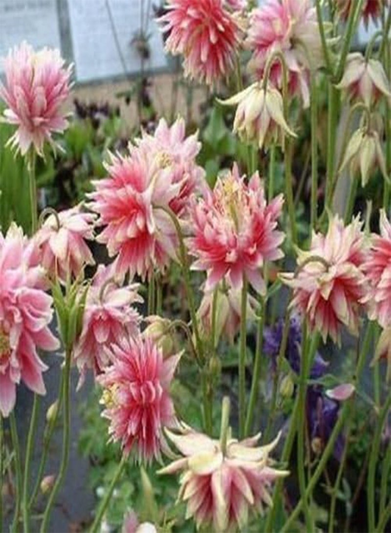 GGOOT Columbine (Aquilegia Vulgaris) Nora Barlow- 50 Seeds - Image 1
