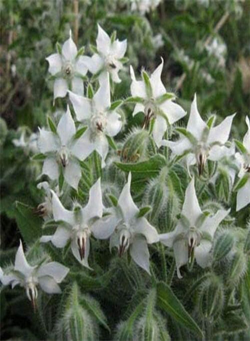 GGOOT Borage- White( Borago Officinalis)- 25 Seeds - - Image 1