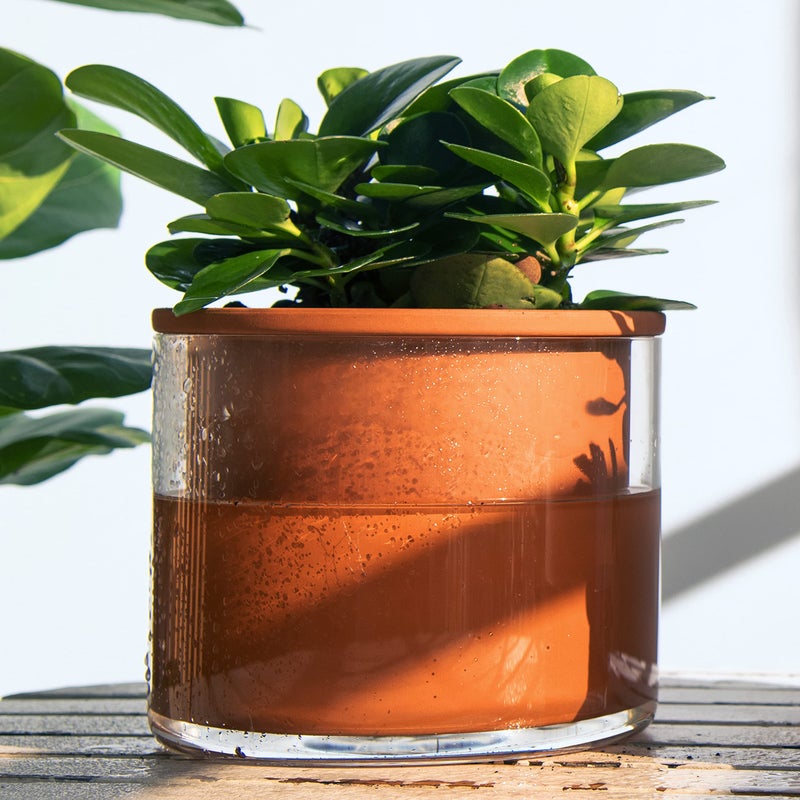 Phoenix Vine 6 Inch Self Watering Plants Pot, Design Terracotta Pot for Plants, Indoor Cylinder Terra Cotta Planter with Glass Vase, Set of 1, 51-A-F-1 - Image 2